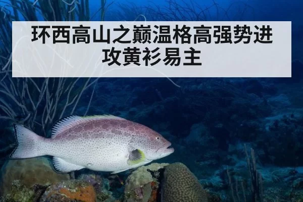 环西高山之巅温格高强势进攻黄衫易主